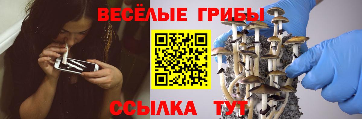 Псилоцибиновые грибы прущие грибы Вязники